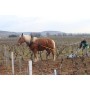 Bourgogne, Savigny les Beaune Au champs des Pruniers Domaine Camp Atthalin 2019