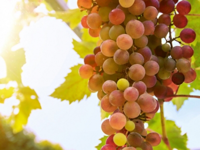 Vin Val de Loire : des vins souvent méconnus mais disposant d'un vrai potentiel