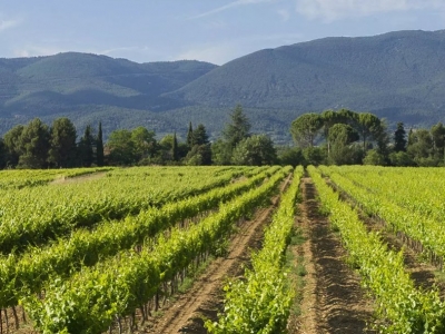 Vins Grand Marrenon| Retrouvez notre gamme de vins Marrenon